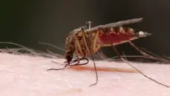 মশার প্রেম সঙ্গীত