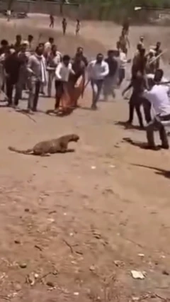 மயக்க நிலையில் இருந்த சிறுத்தை தாக்கிய பொது மக்கள்