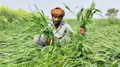 किसान