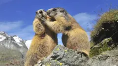 Marmotas
