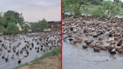 Hiljade pataka i stotine kilometara: Za bolju poljoprivredu i ekologiju