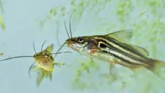 ‘বিলুপ্তপ্রায়’ থেকে ফিরছে ‘৩৯’ প্রজাতির মাছ