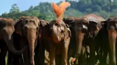 වසර තුනකට පසු මින්නේරියට අලි ඇවිත්