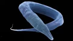 সি এলিগ্যান্স