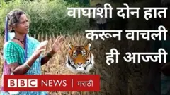 वाघाशी दोन हात करून आज्जी वाचली