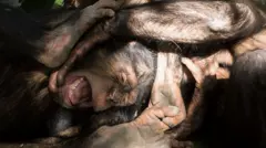 Голова і переплетені кінцівки кількох шимпанзе