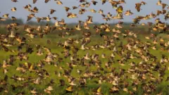 কোয়েলা পাখি