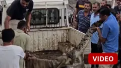 குடியிருப்புப் பகுதியில் புகுந்த முதலை... பாதுகாப்புடன் மீட்ட வனத்துறையினர் 