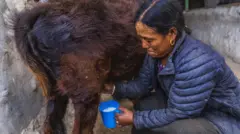 दूधको भाउ