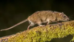 எலியை ஒழிக்க நியூசிலாந்து தீவிரம்