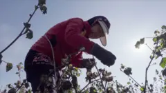 Ўзбекистон қишлоқ хўжалиги соҳасида сўнгги йилларда амалга оширилган ўзгаришлар халқаро миқёсда, айниқса мажбурий меҳнатга барҳам бериш борасида юқори баҳоланади.