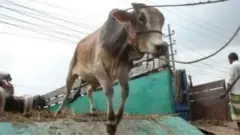 ঢাকার বিভিন্ন হাটে কোরবানির গরু আসতে শুরু হয়েছে।