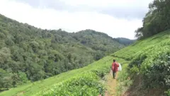 Buuraleyda Kenya iyo Tanzania waxa ku yaal dhirta dabar go'aysa qaarkeed.