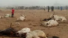 Cattles wey dey Aba new market