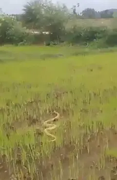 விவசாய நிலத்தில் வெள்ளை நிற நாகப்பாம்பு - வைரலாகும் வீடியோ