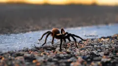 Fotografiabet nacional sitetarântula, uma aranha grande e peluda,bet nacional siteum chãobet nacional sitepedras