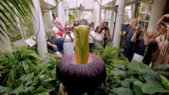 Smrdljivi cvet privlači ljude