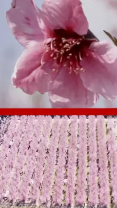 Roze polja: Cvetanje breskve u Grčkoj