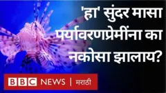 लायनफिश, पर्यावरण