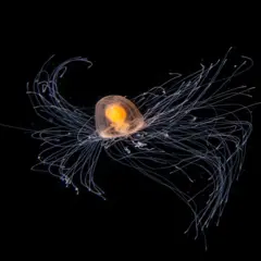 Medusa inmortal