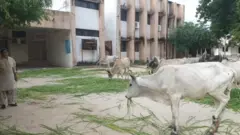 గుజరాత్ ప్రభుత్వ కార్యాలయాల్లో ఆవులు