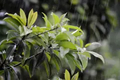 पाऊस