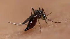 ஏடிஸ் வகை கொசு.