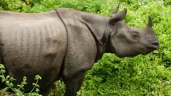 एक सिङे गैँडा