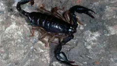 Scorpion