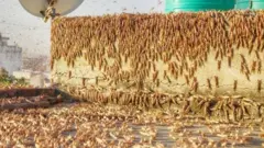 જયપુરમાં તીડના હુમલો