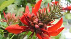 අවුරුදු සමයේදී මල් පිපෙන Erythrina variegata යන උද්භිද විද්‍යාත්මක නාමයෙන් හඳුන්වන එරබදු විශේෂයේ මලකි.