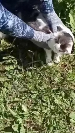 Кот в руках полицейского