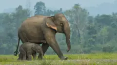 Elefante caminhando ao ladobônus de cadastrofilhote