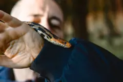 ਰੇਵ ਪਾਰਟੀ ਸੱਪ