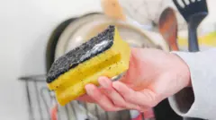 ስፖንጅ (ሰፍነግ)