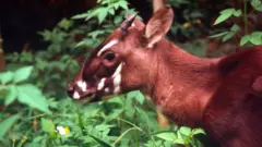 animal