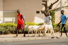 A Bamako, les moutons se font rare cette année à quelques jours de la Tabaski.