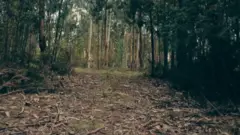 Um caminho em uma floresta de eucaliptos; veem-se folhas secas no chão.