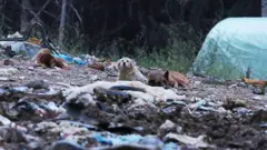 Kučići na deponiji smeća