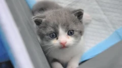 ลูกแมวชื่อ "ต้าซ่วน" หรือ "น้องกระเทียม" เป็นแมวที่จีนโคลนได้สำเร็จเป็นตัวแรก