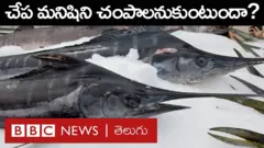 చేపలు మనుషులను చంపాలనుకుంటాయా.. ఏ చేపలు ప్రమాదకరం?