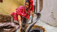 Snake