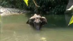 केरळ हत्ती