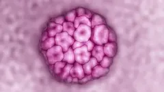 ቫይረስ 'ሁማን ፓፒሎማ' (HPV) ብማይክሮስኮፕ