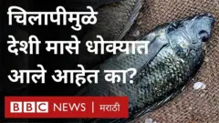 चिलापी मासा