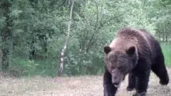 जंगल
