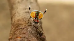 Pauk paun koji pleše – svaka vrsta ovog pauka ima različite boje i ponašanje 