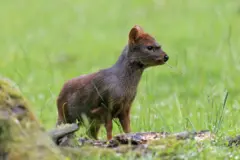 Um pudu em um espaço com grama