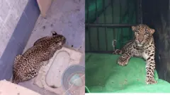 చిరుతపులి