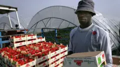 Migrant africain travaillant en Espagne.